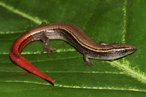 Vanzosaura multiscutata