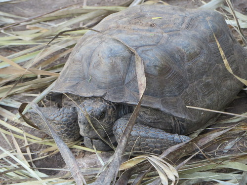 Goode’s Thornscrub Tortoise
