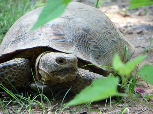 Goode’s Thornscrub Tortoise