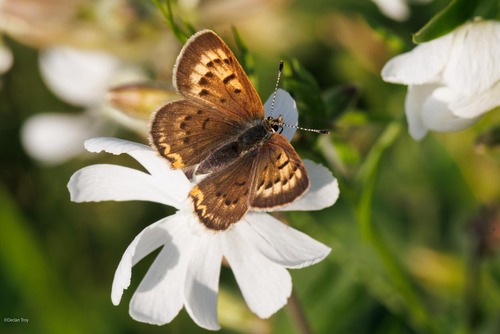 Dorcas Copper