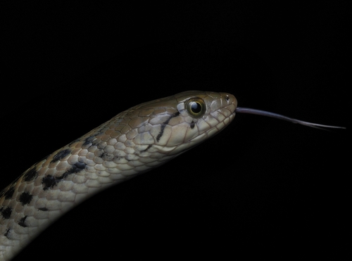 Chequered Keelback in the wild — India wildlife