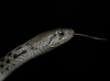 Chequered Keelback - Photo (c) Srivatsava Vishnubhotla, all rights reserved, uploaded by Srivatsava Vishnubhotla