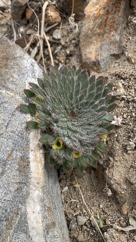 Viola aurata