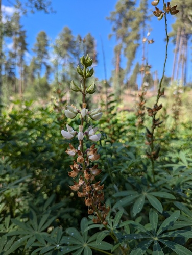 Lupinus latifolius ssp. leucanthus