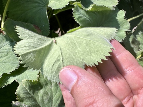 Garden Lady's-mantle