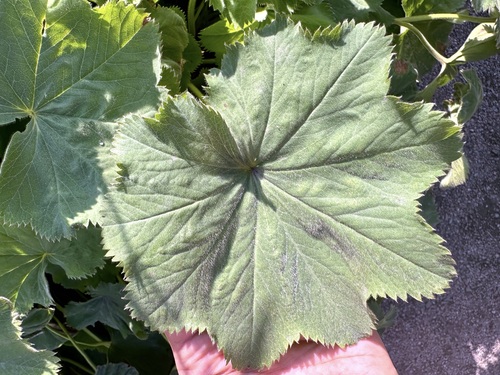 Garden Lady's-mantle