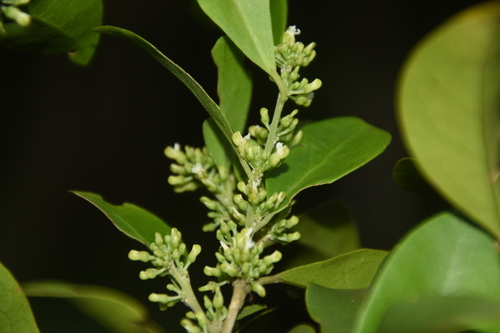Polygala jamaicensis