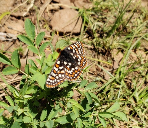 iNaturalist observation photo of Euphydryas