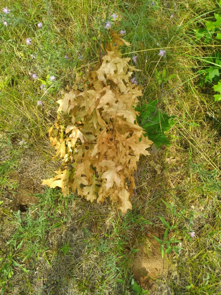 northern-pin-oak-from-grantsburg-wi-54840-usa-on-august-1-2024-at-05