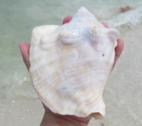 Milk Conch