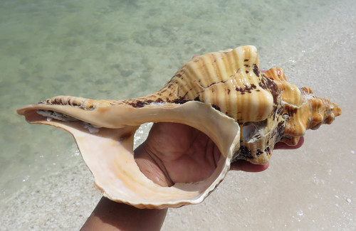 Florida Horse Conch