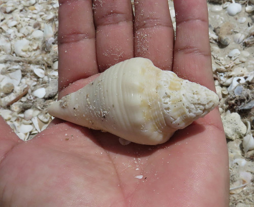 Milk Conch