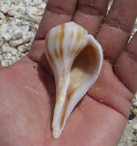 Pear Whelk