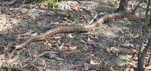 Black-headed Python sighting