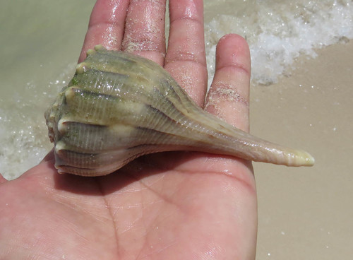 Perverse Lightning Whelk
