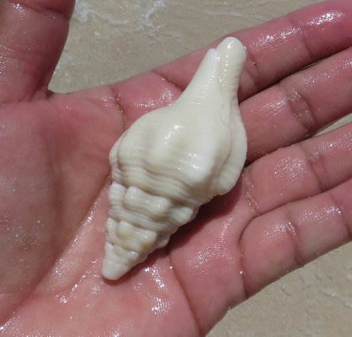West Indian Chank Shell