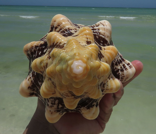 Florida Horse Conch