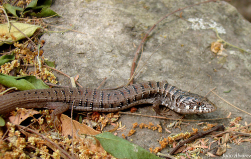 Madrean Alligator Lizard