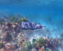 Lord Howe Island Double-header Wrasse