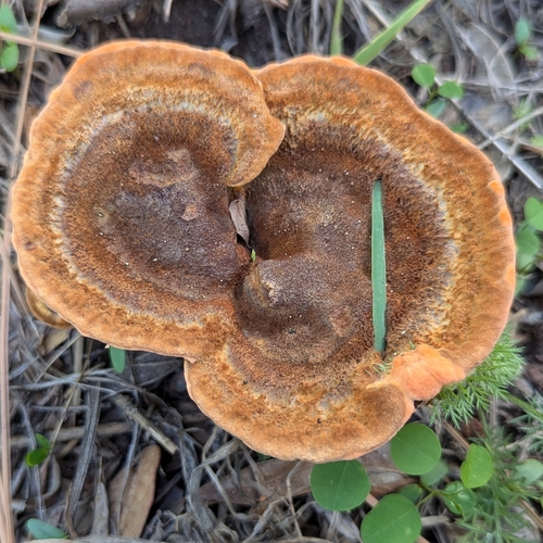 Phaeolus occidentiamericanus