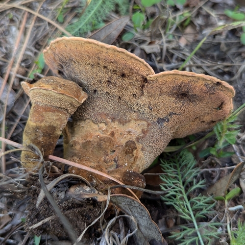 Phaeolus occidentiamericanus