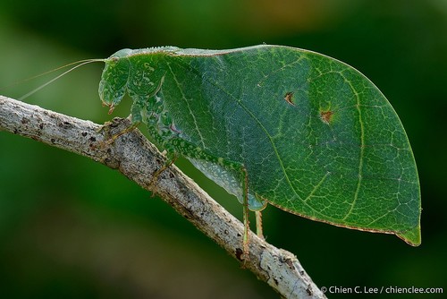 Barraya Insect Baryprostha bellua · iNaturalist