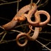 Phisalixella arctifasciata - Photo 由 Chien Lee 所上傳的 (c) Chien Lee，保留所有權利