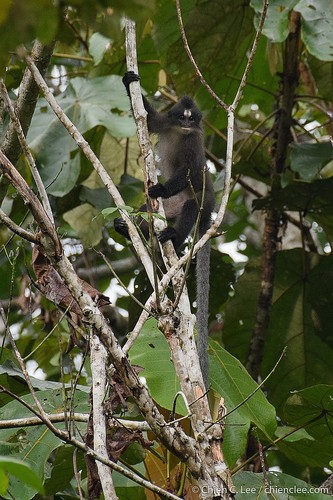 White-fronted Surili (Presbytis frontata) — Vulnerable Mammalia