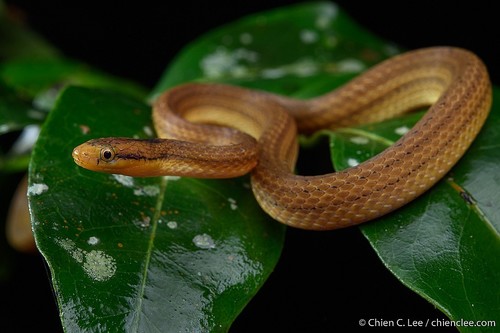 Ranomafana Big-headed Snake