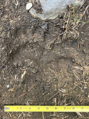 Black Bear Tracks – NatureTracking