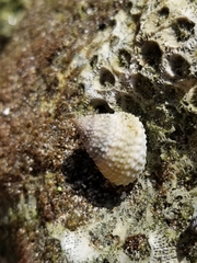 Image of Cenchritis muricatus