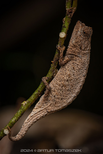 Brookesia nofy