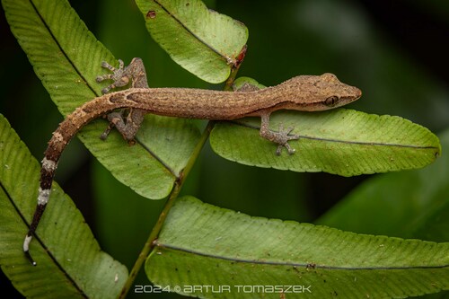Boettger's Clawless Gecko
