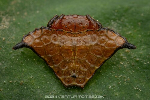 Augusta glyphica