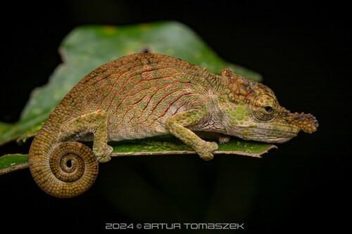 Hofreiter’s chameleon