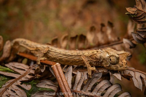 Domergue's Leaf Chameleon