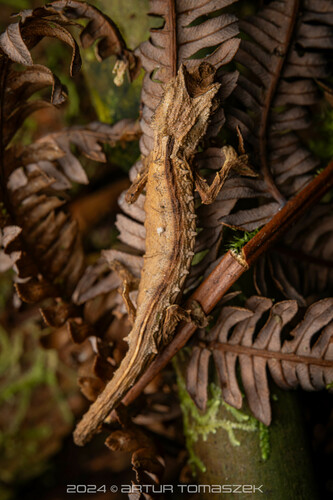 Domergue's Leaf Chameleon