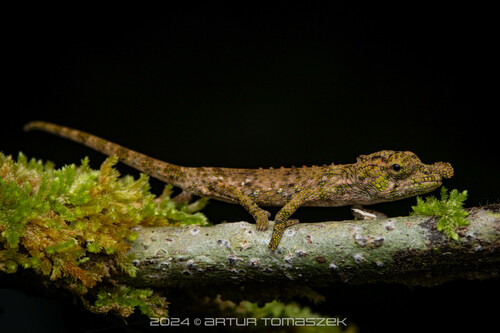 Hofreiter’s chameleon