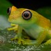 Boophis viridis - Photo (c) Artur Tomaszek, כל הזכויות שמורות, הועלה על ידי Artur Tomaszek