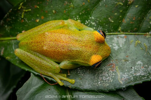Green Bright-eyed Frog
