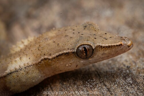 Greater Clawless Gecko