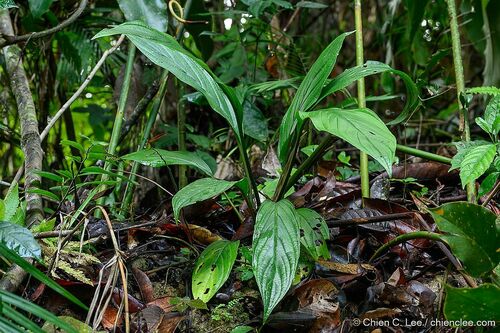 Tacca reducta