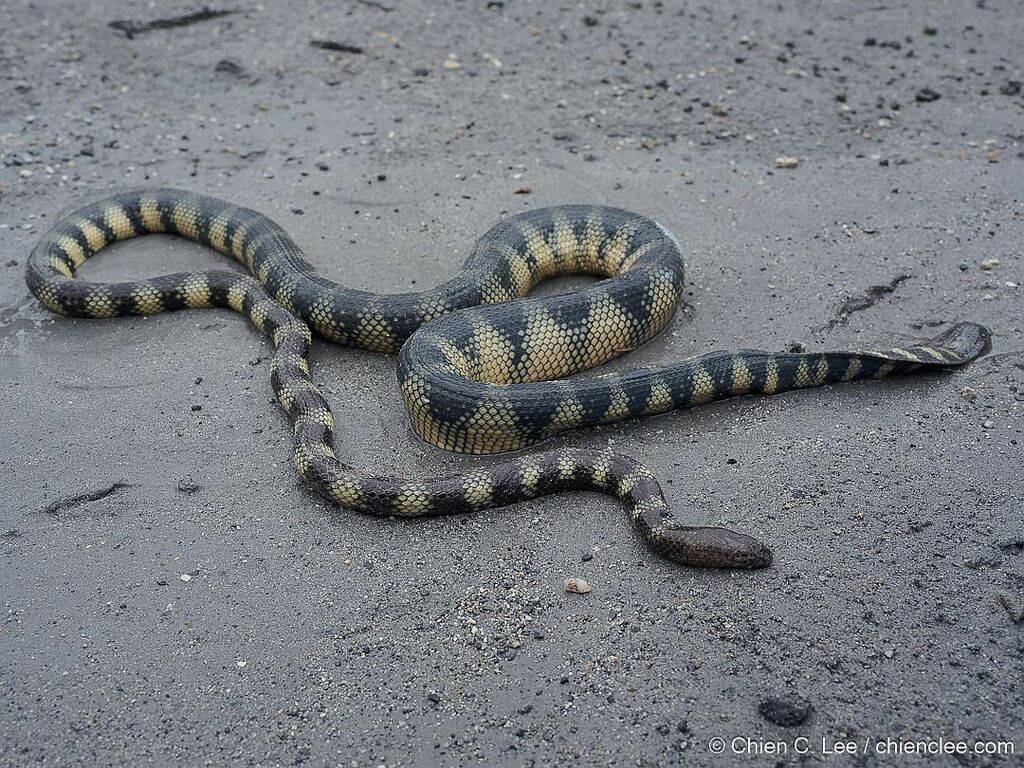 Kloss's Sea Snake (Hydrophis klossi)