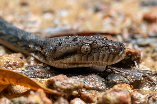 Australian Scrub Python sighting