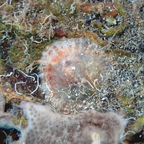 Pododesmus patelliformis