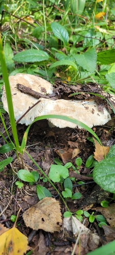 Наблюдение на iNaturalist