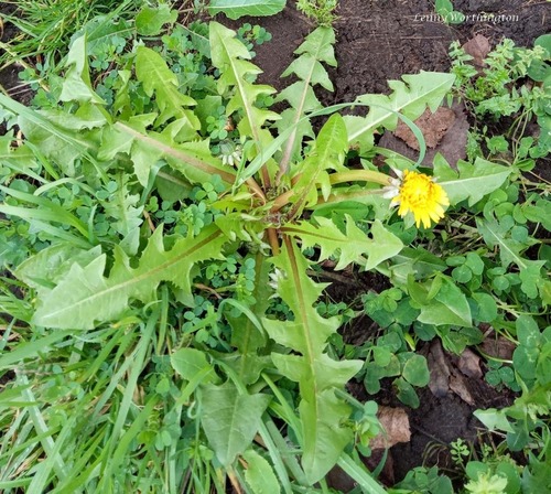 hairy-stemmed dandelion (Taraxacum laciniosifrons)
