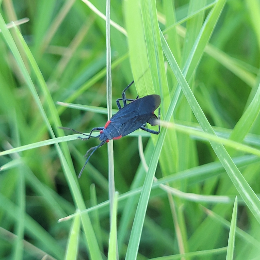Red Bug Pistent Red-shouldered Bug in August 2024 by Mason Hannah · iNaturalist