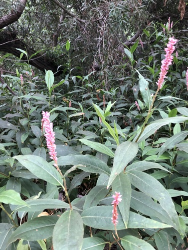iNaturalist observation photo of longroot smartweed