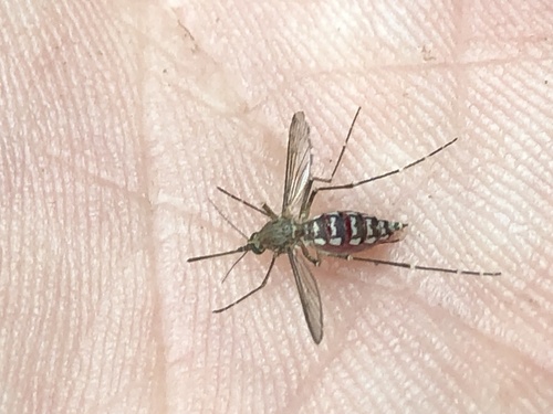 iNaturalist observation photo of Inland Floodwater Mosquito